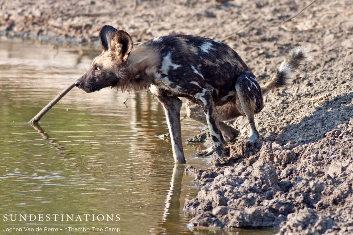 Wild Dog Crouching Wild Dog Crouching