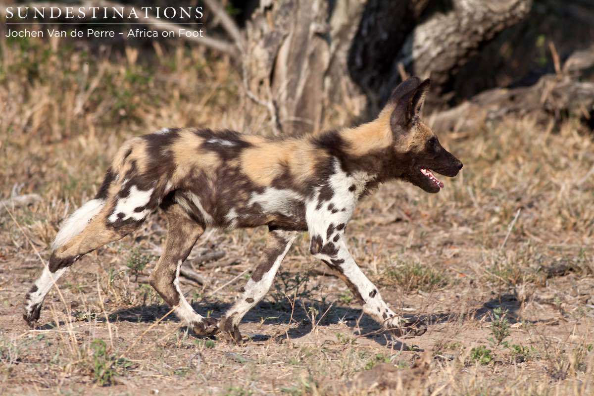 Lone Wild Dog Pup Lone Wild Dog Pup