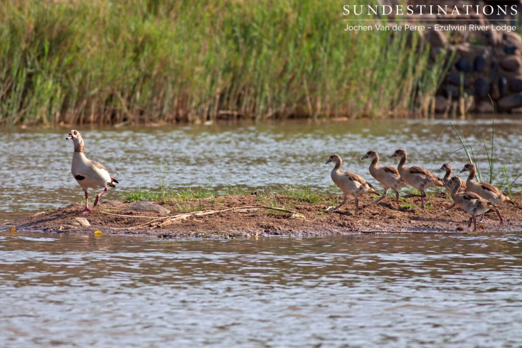 A family of Egyptian geese A family of Egyptian geese