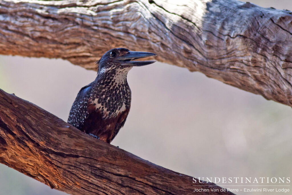 Giant kingfisher ready to strike Giant kingfisher ready to strike
