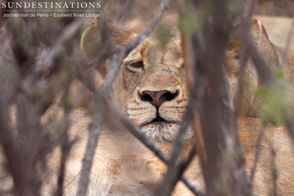 Balule Pride in Thicket Balule Pride in Thicket