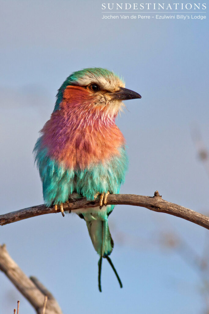 The one and only, lilac-breasted roller The one and only, lilac-breasted roller