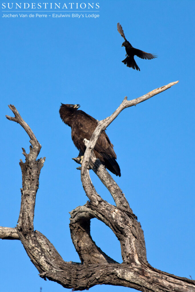 Wahlberg's eagle being mobbed by a fork-tailed drongo Wahlberg's eagle being mobbed by a fork-tailed drongo