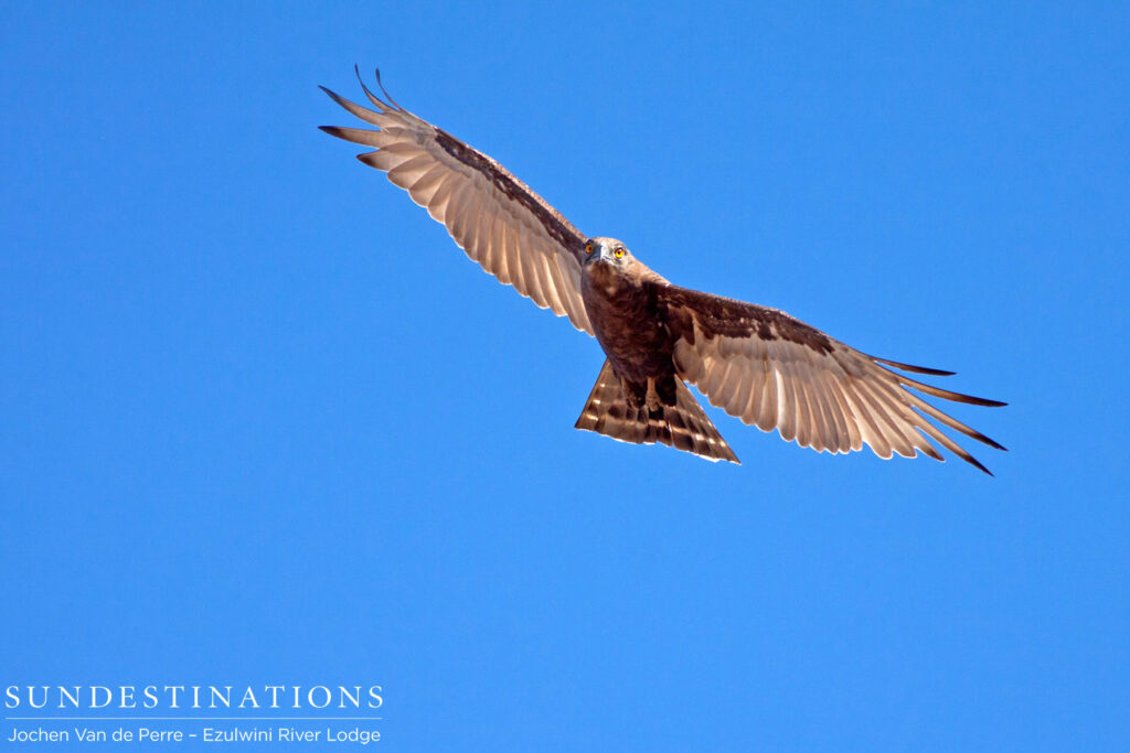 Brown snake eagle in flight Brown snake eagle in flight