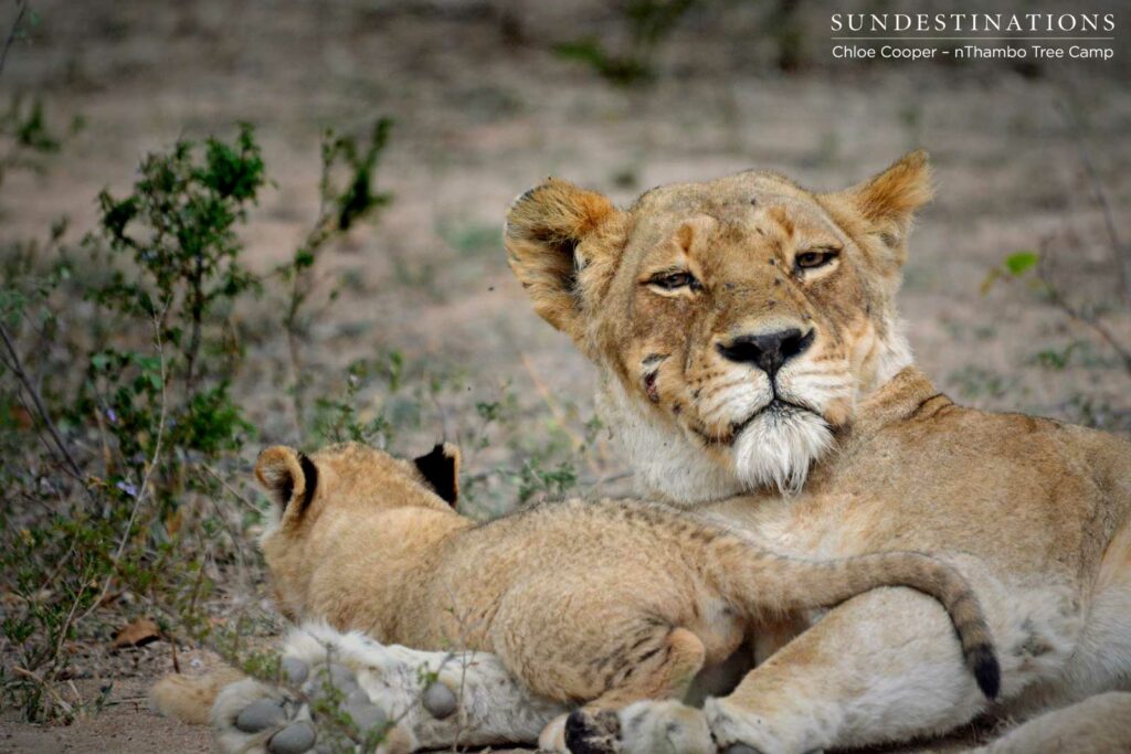 Mother and cub Mother and cub