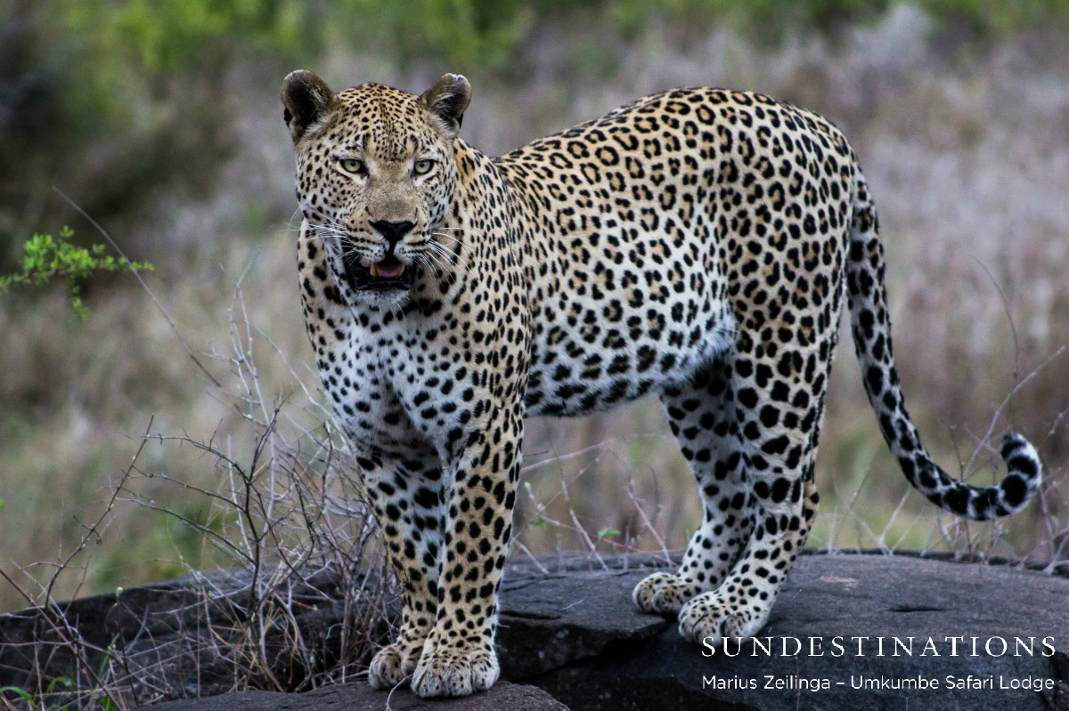 Mxabene Male Mxabene Male