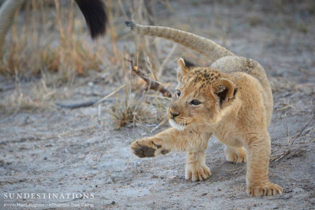 Playful cub Playful cub