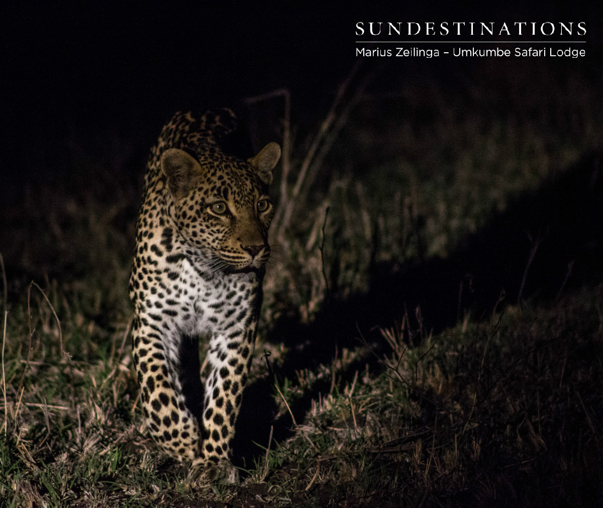 Tatowa Leopardess Tatowa Leopardess