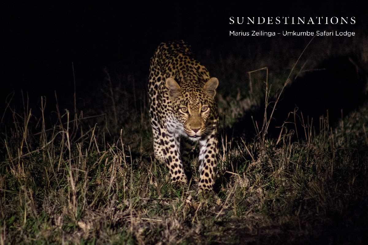 Tatowa the Lepoard Tatowa the Lepoard