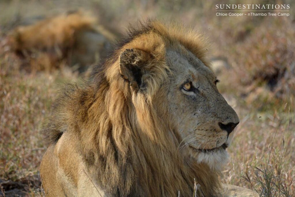 Trilogy male looking up Trilogy male looking up