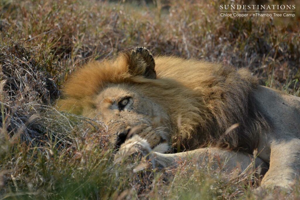 Trilogy male sleeping with one eye open Trilogy male sleeping with one eye open