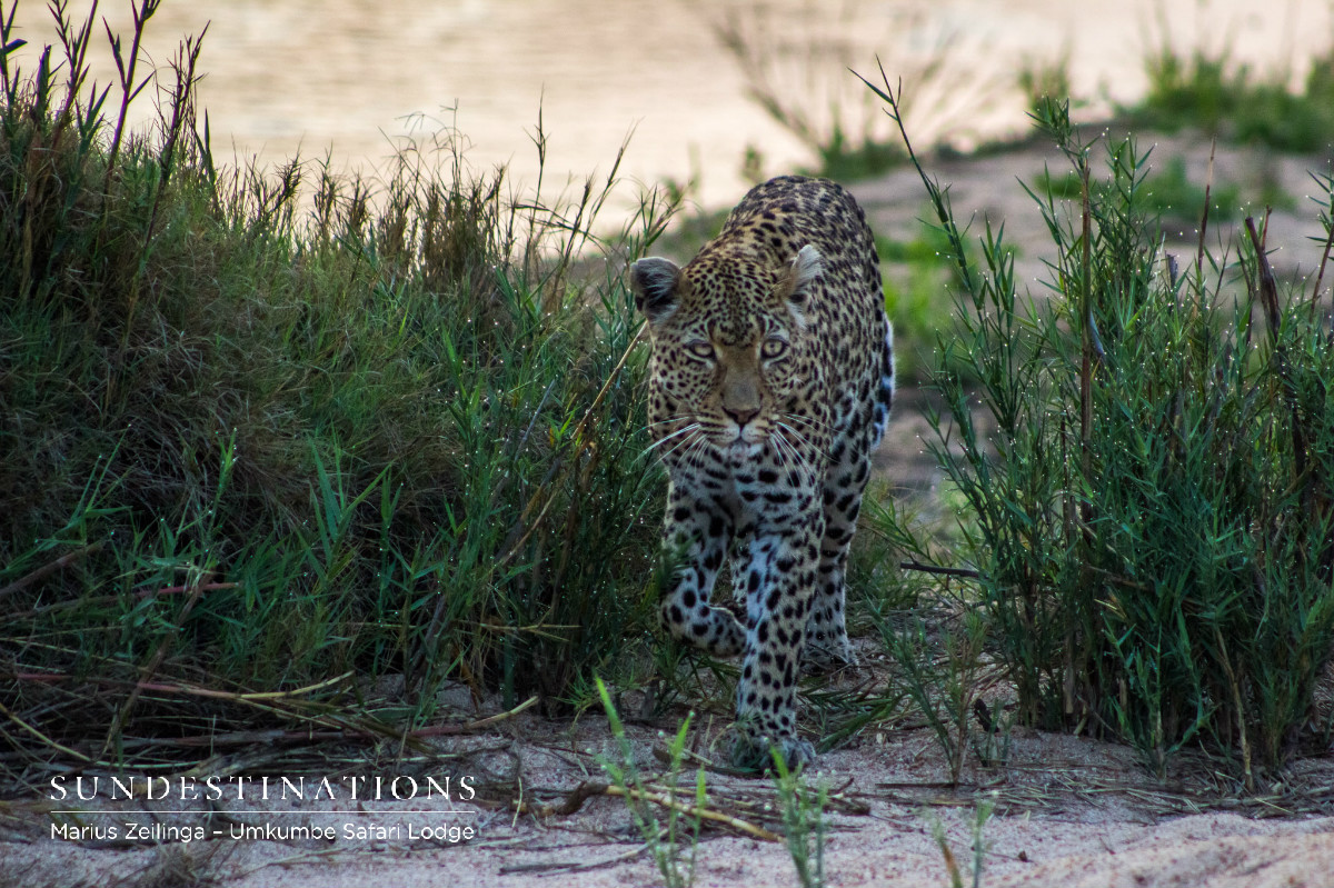 White Dam - Leopard White Dam - Leopard