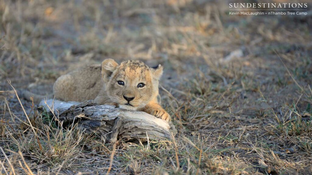 Day dreaming lion cub Day dreaming lion cub