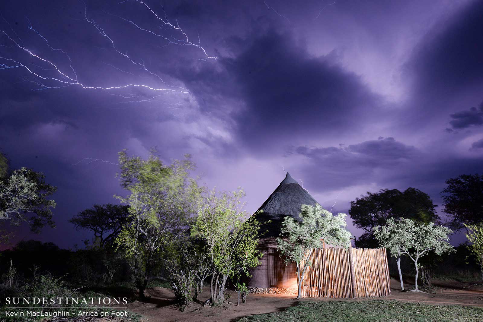 Elephant in Hiding Elephant in Hiding