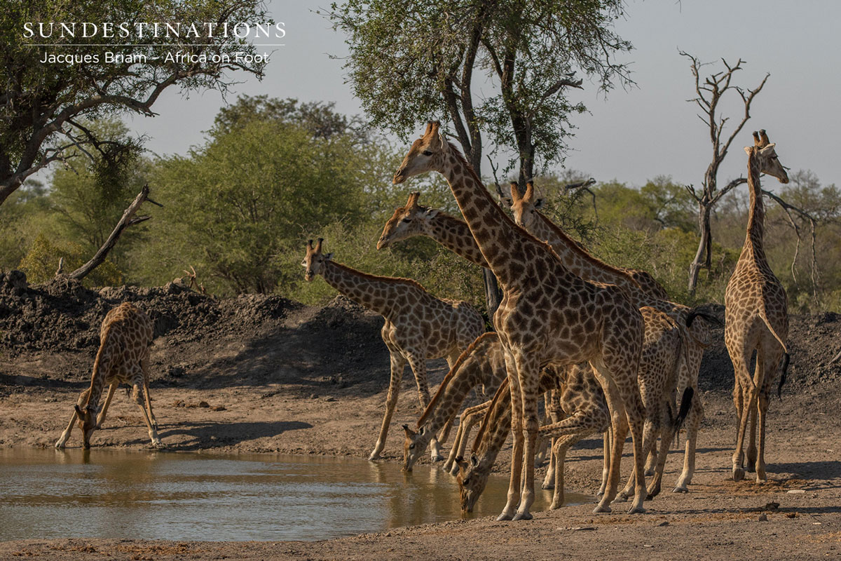 Tower of Giraffe Tower of giraffe drinking