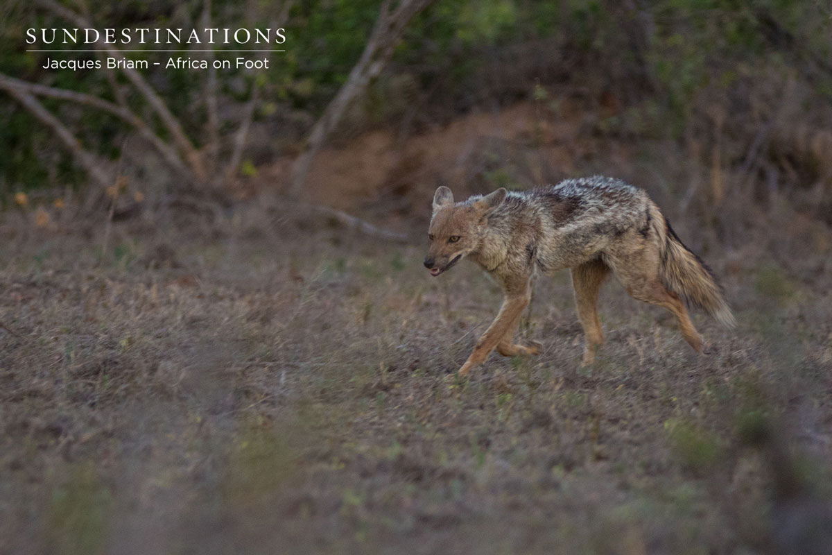 Jackal in the night Jackal in the night