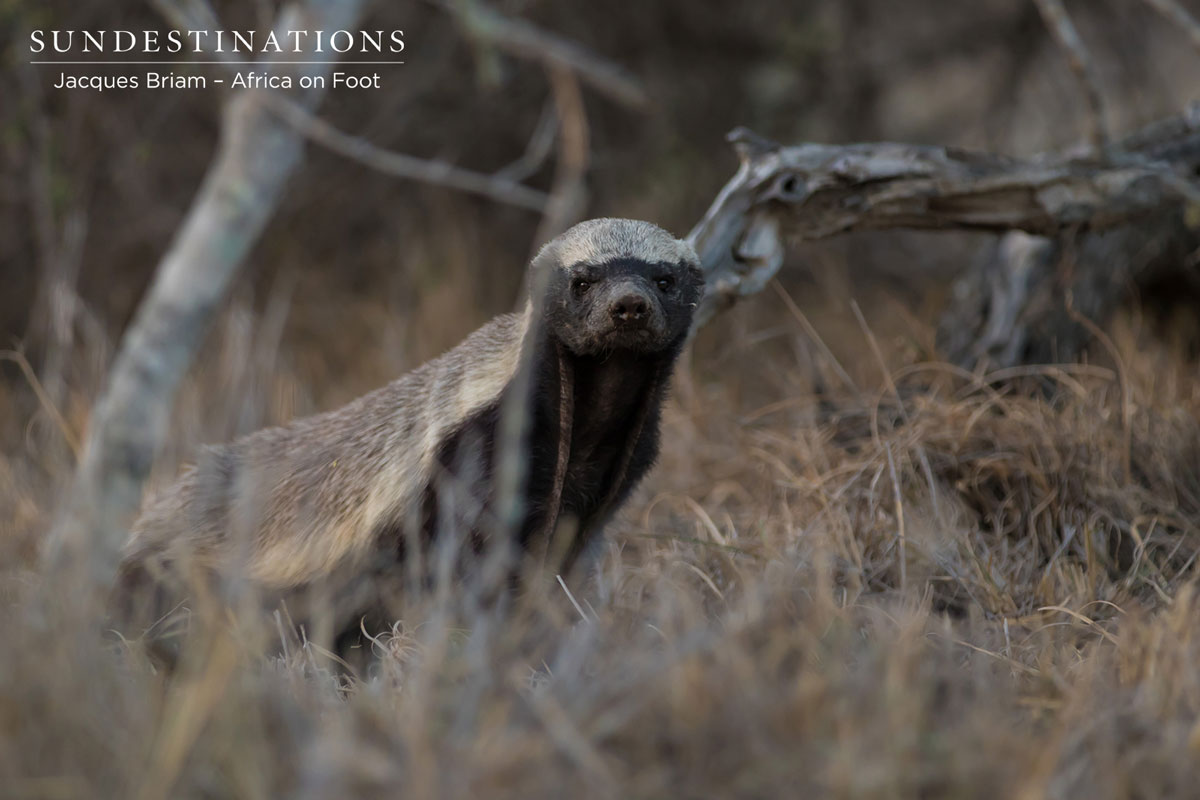 Honey Badger The relentless honey badger