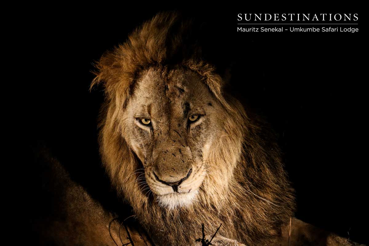 Charleston Lion Charleston Lion