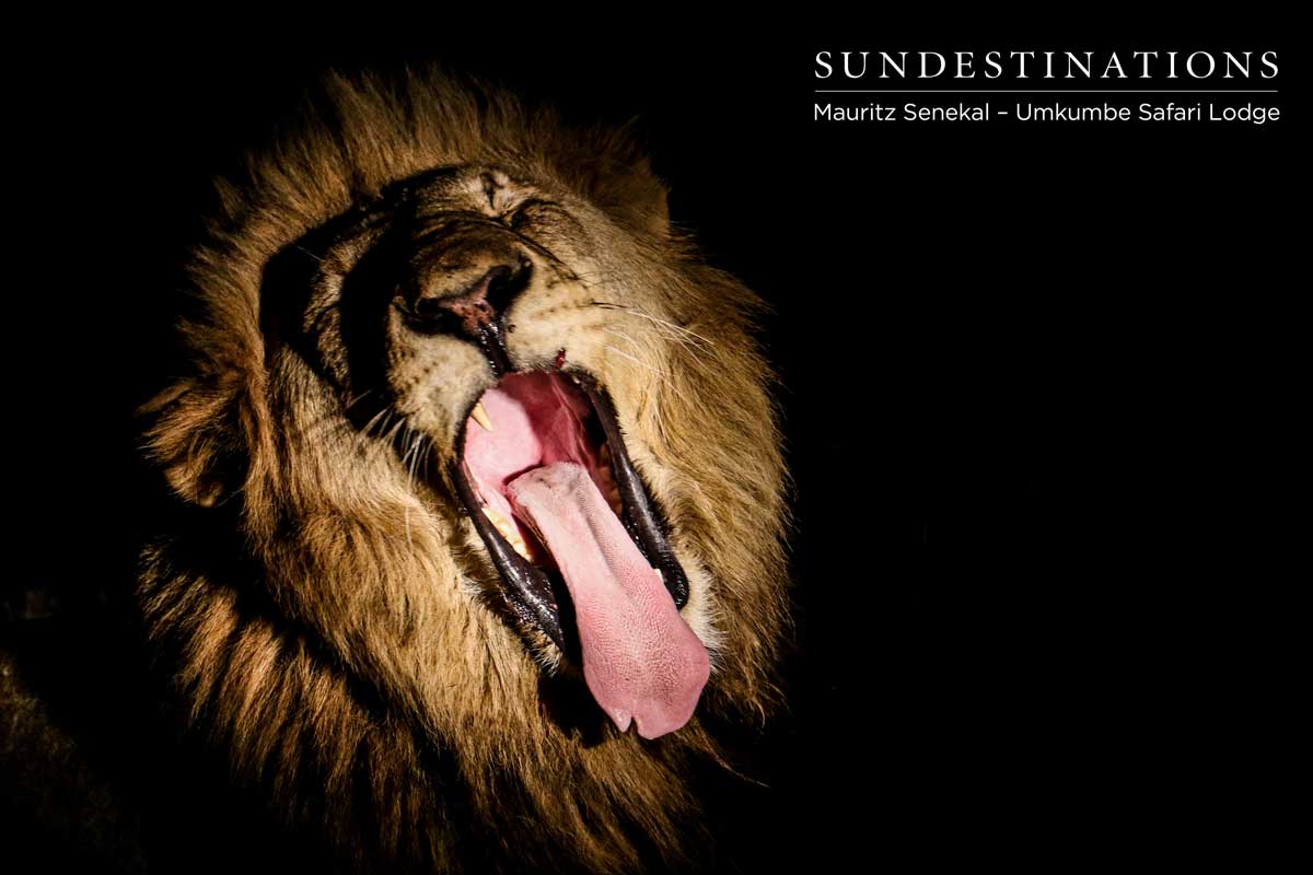 Charleston Lion Yawning Charleston Lion Yawning