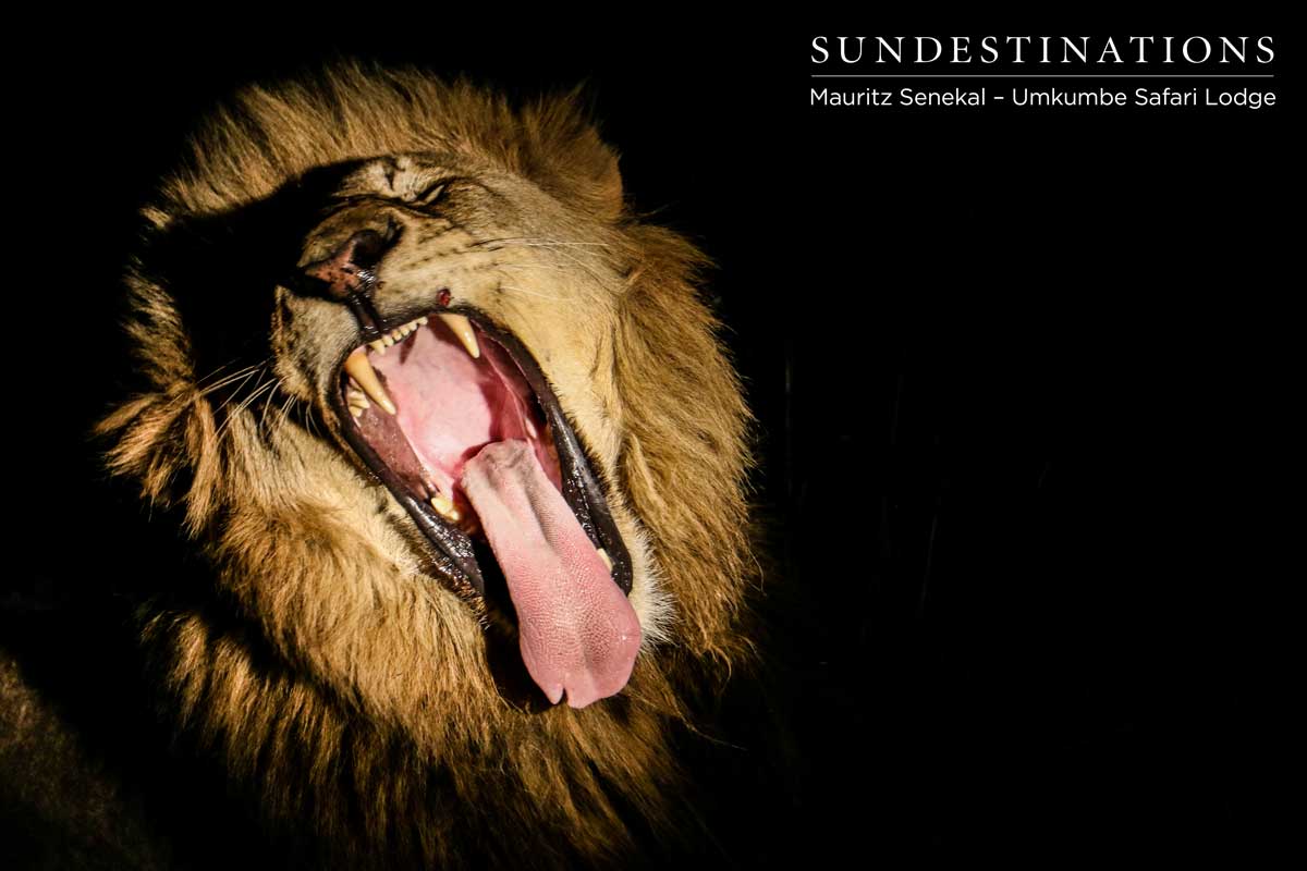 Charleston Lions Charleston Lions