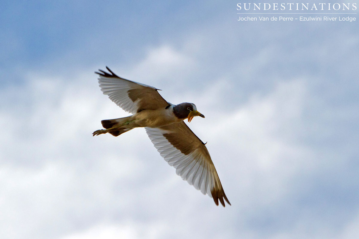 White-crowned lapwing White-crowned lapwing