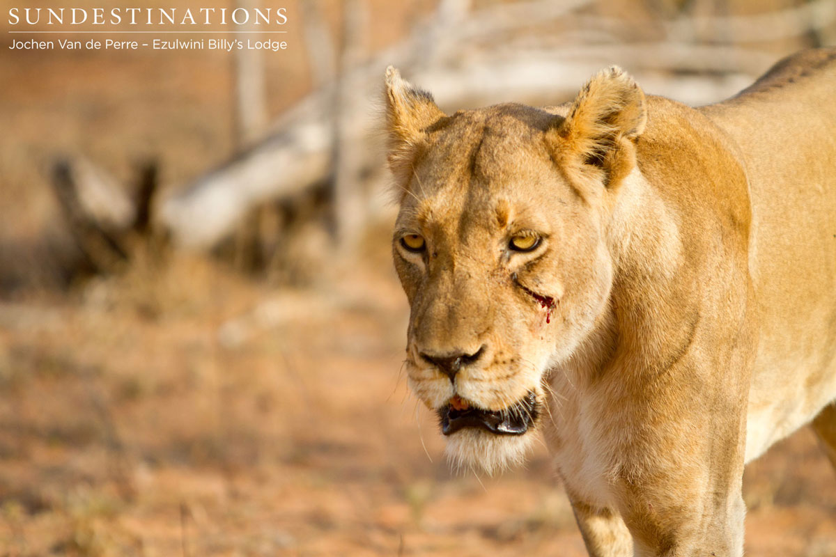 Olifants West Lions Olifants West lions at Ezulwini