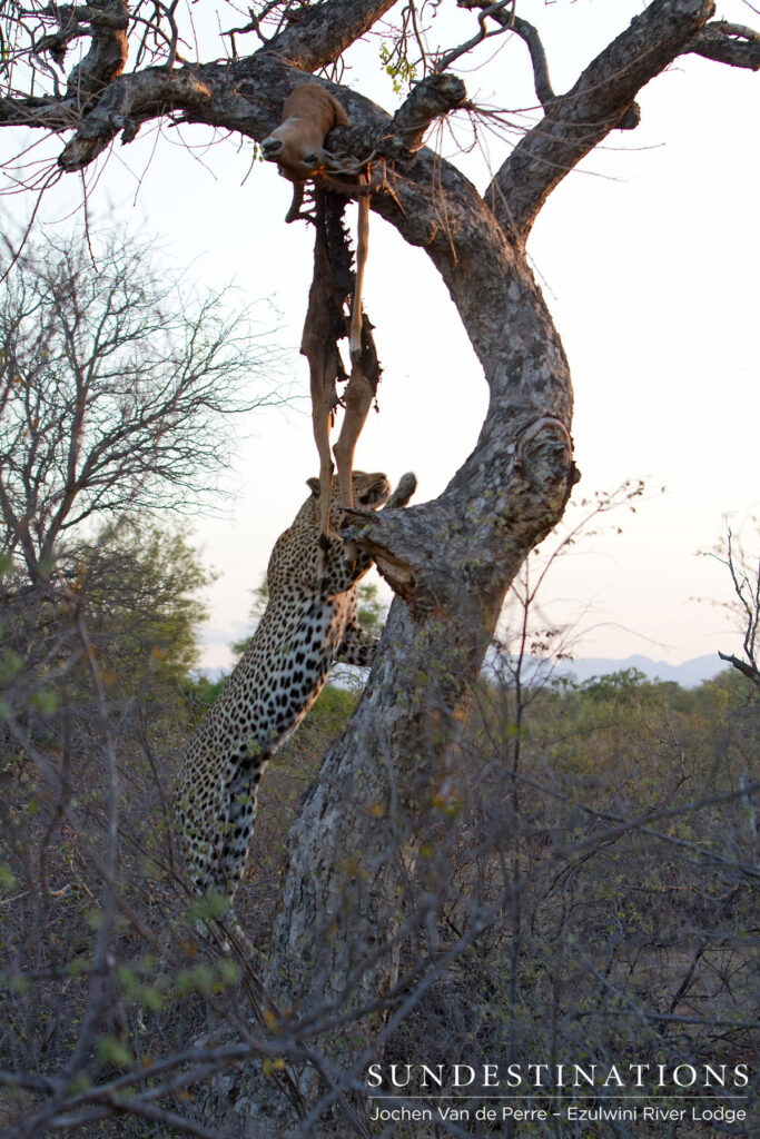 Swiftly climbing the tree Swiftly climbing the tree