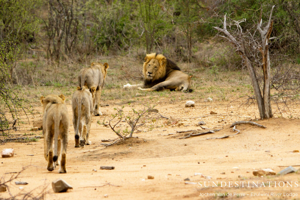 York Pride male with 3 subadult males York Pride male with 3 subadult males