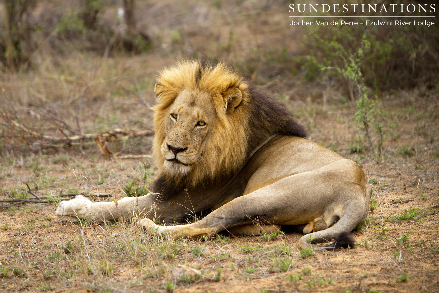Dominant male of the York Pride Dominant male of the York Pride
