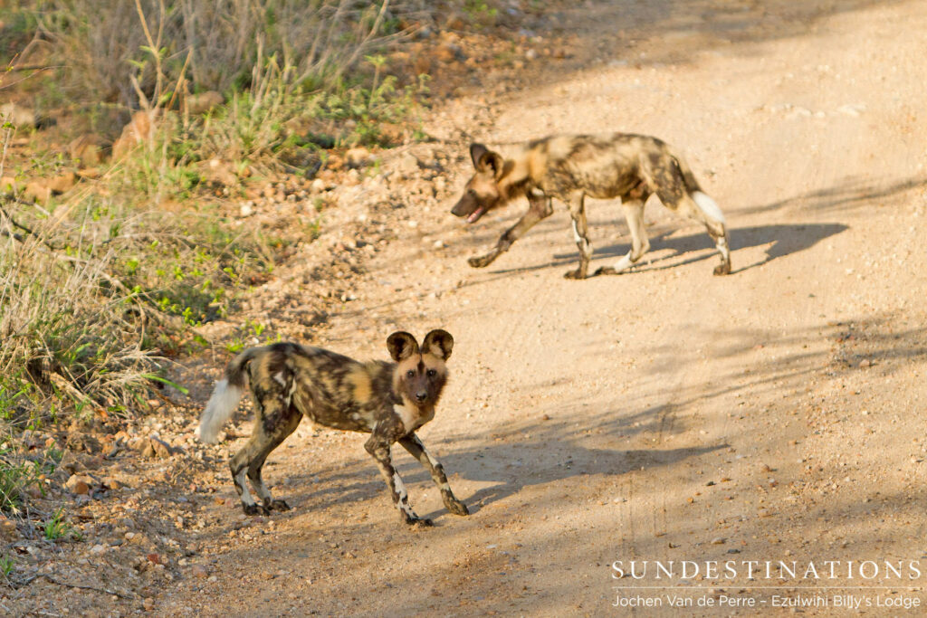 Pack of 6 wild dogs at Ezulwini Pack of 6 wild dogs at Ezulwini