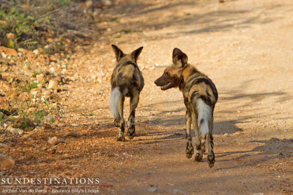 Two out of 6 wild dogs Two out of 6 wild dogs