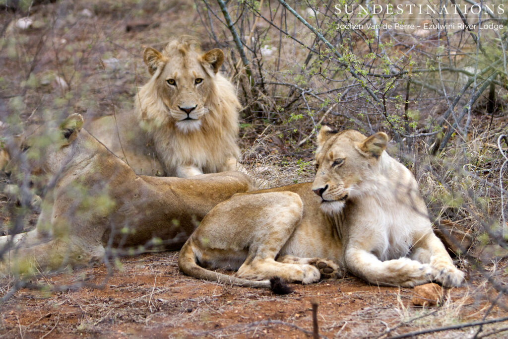 Balule Pride totalling 7 members Balule Pride totalling 7 members