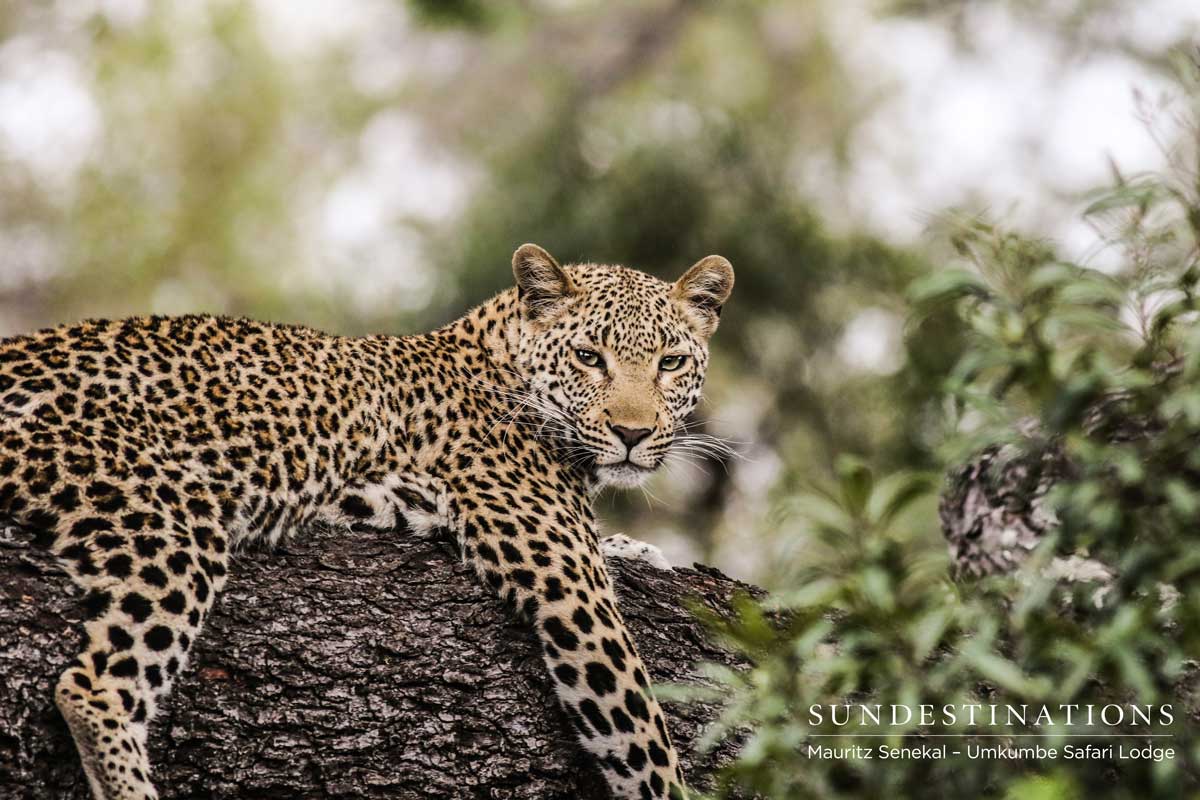 Young Kigelia Leopard Young Kigelia Leopard