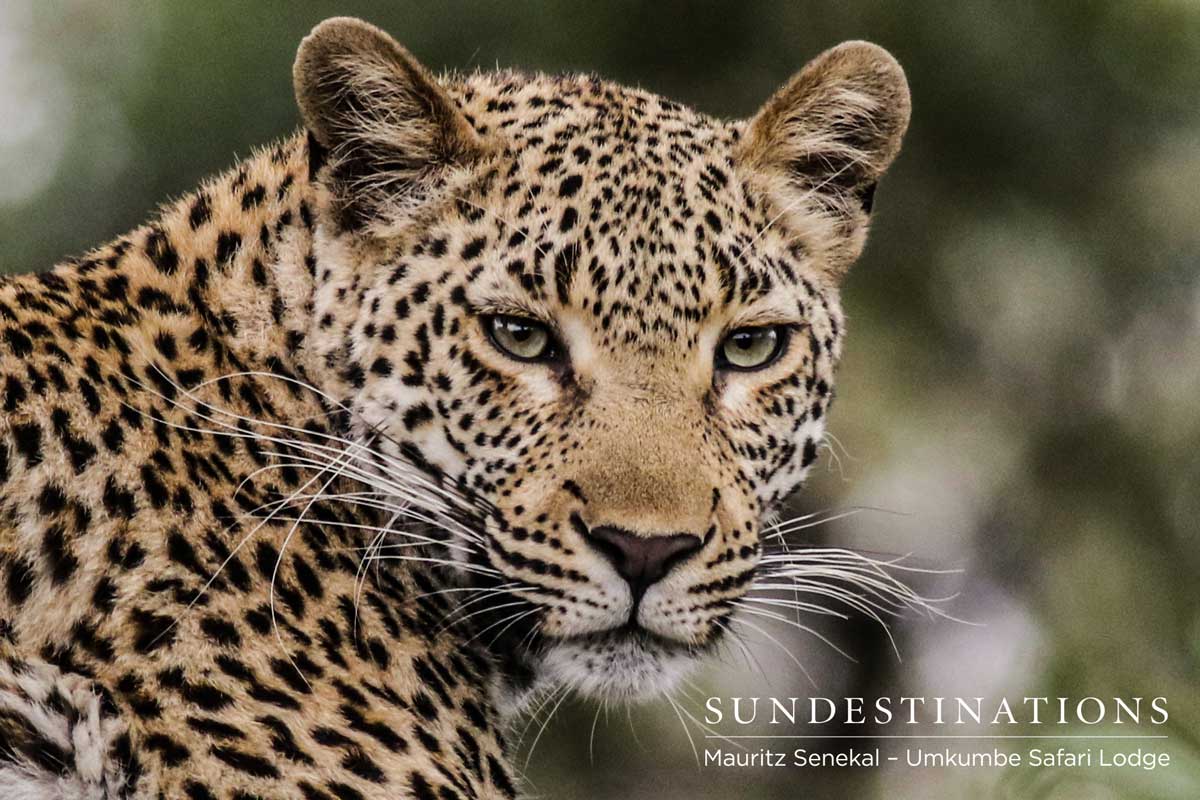 Kigelia Leopard Little Bush's cub, Kigelia