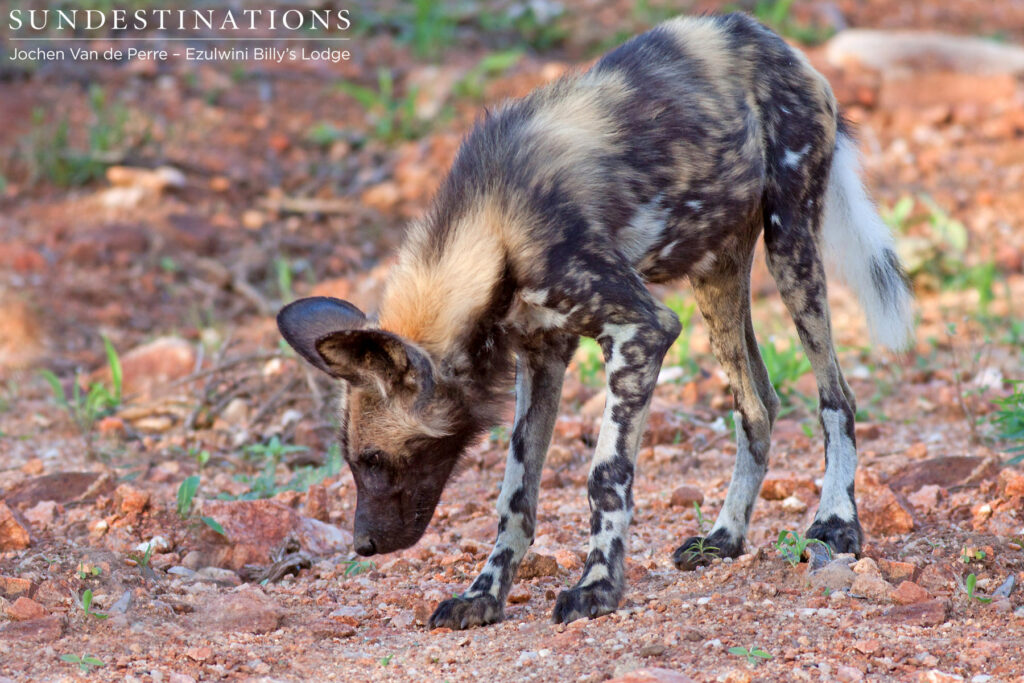 Curious wild dog after chasing a leopard Curious wild dog after chasing a leopard