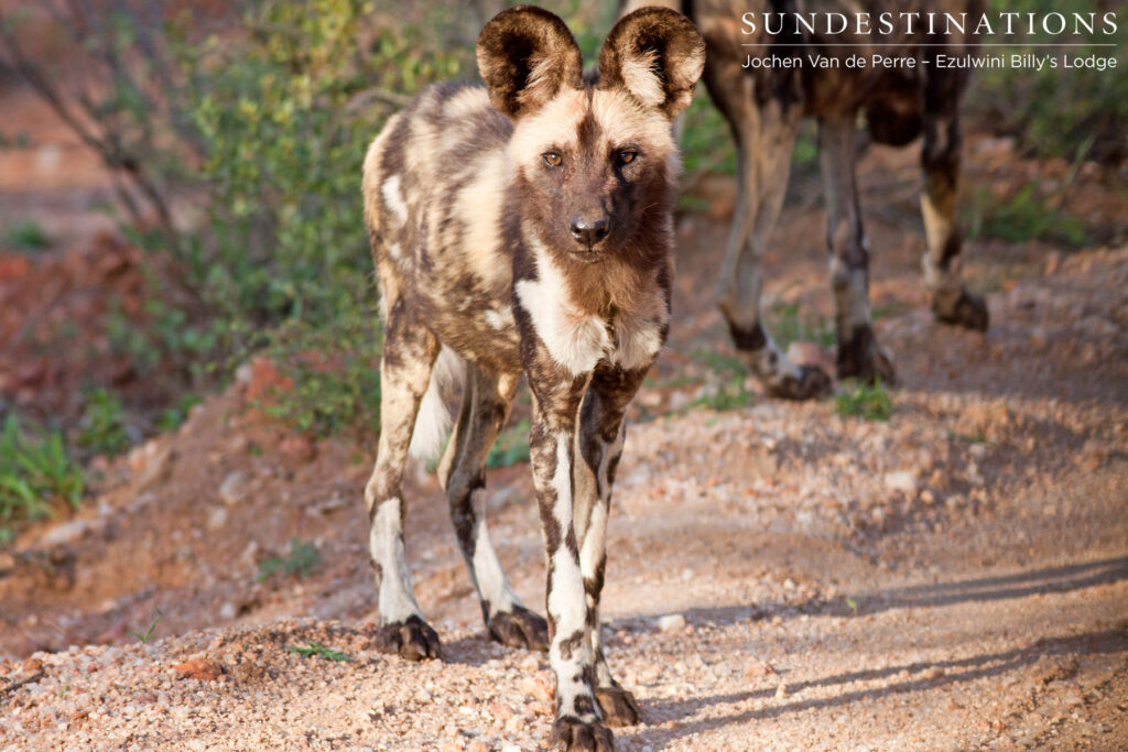 Portrait of a rare African wild dog Portrait of a rare African wild dog