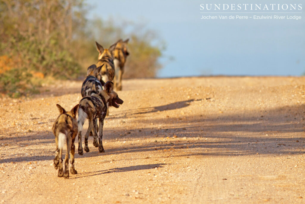 Wild dogs on the move at Ezulwini Wild dogs on the move at Ezulwini