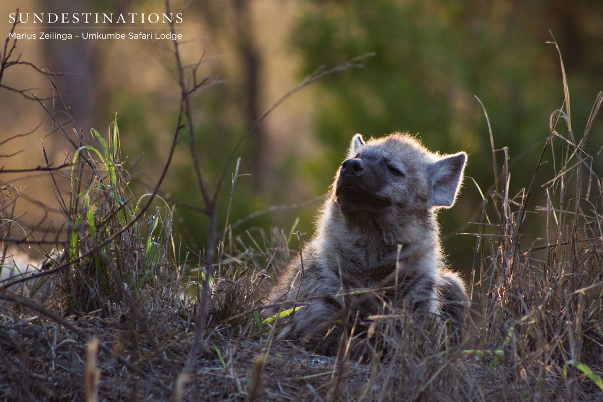 Hyena Cub Hyena Cub