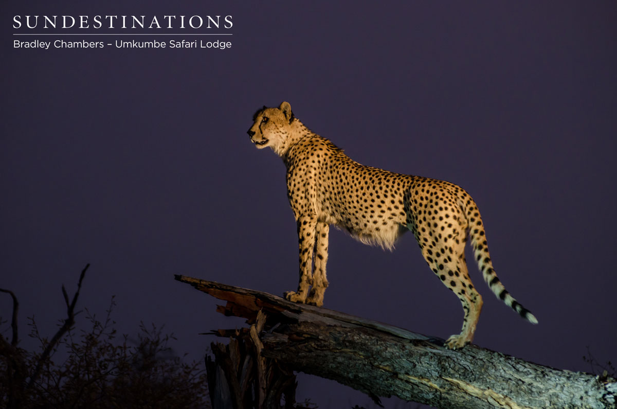 Umkumbe Cheetah Umkumbe Cheetah