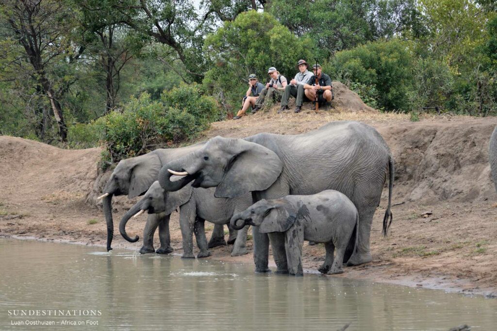 On foot with elephants On foot with elephants