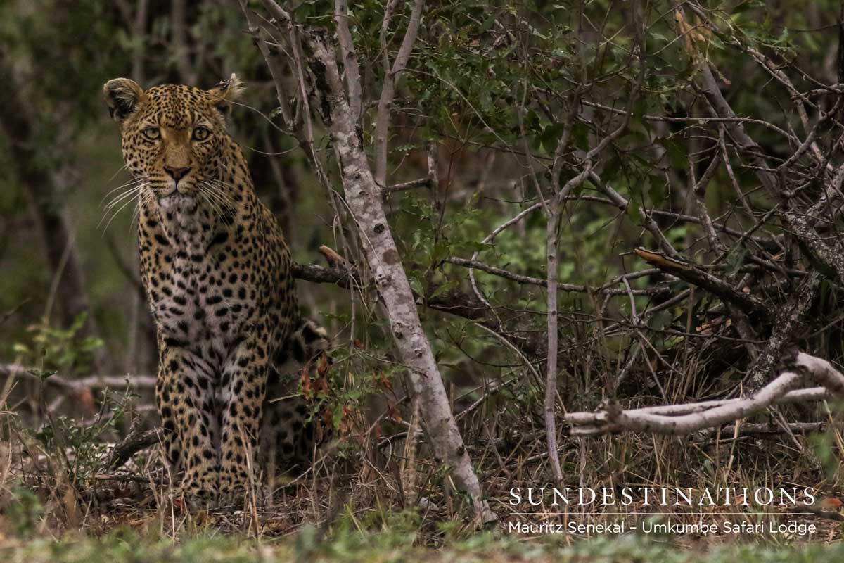 Leopardess White Dam Leopardess White Dam