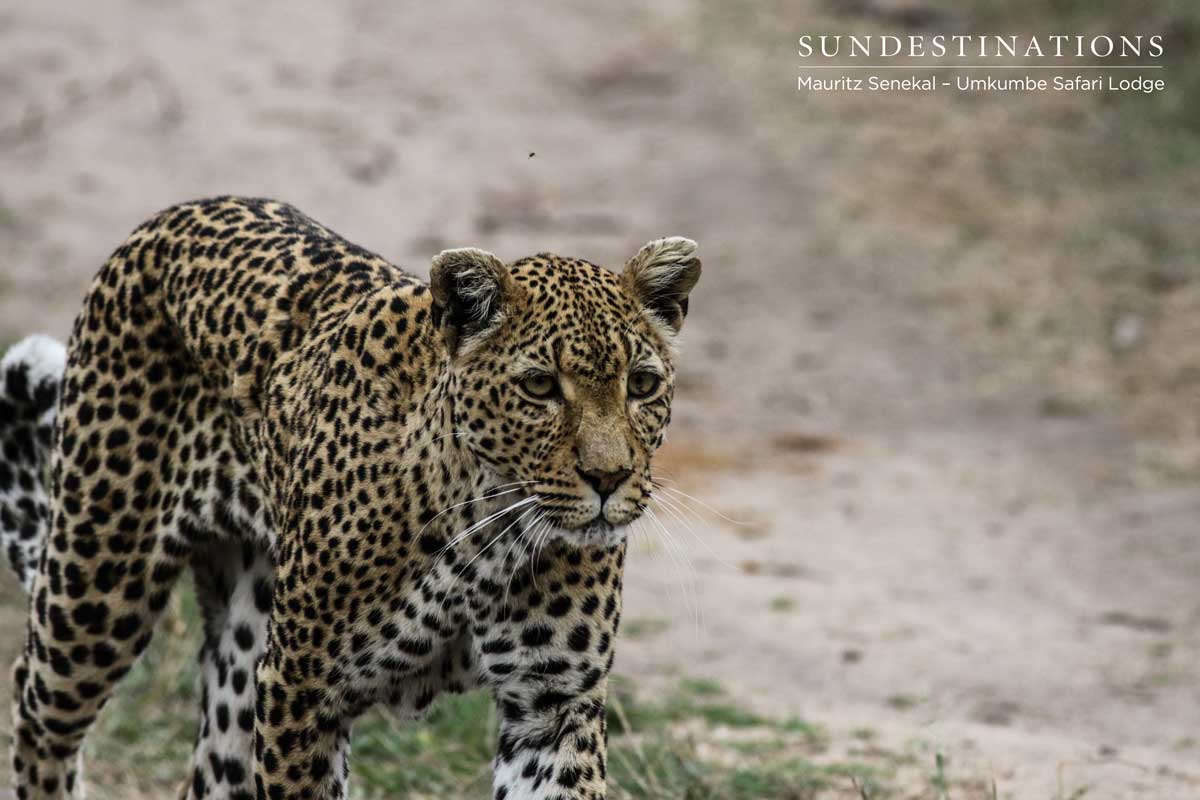 White Dam Leopard White Dam Leopard