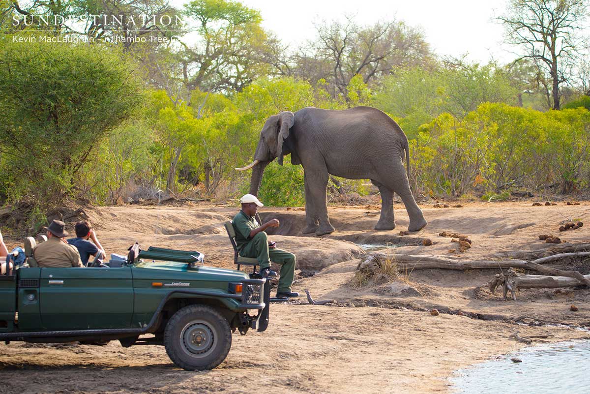 Elephant Bull at nThambo Elephant Bull at nThambo