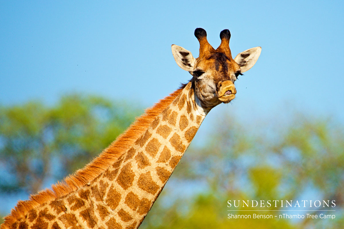 nThambo Giraffe nThambo Giraffe
