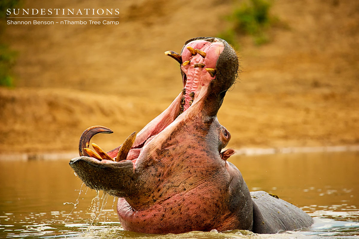 Hippo - nThambo Hippo - nThambo