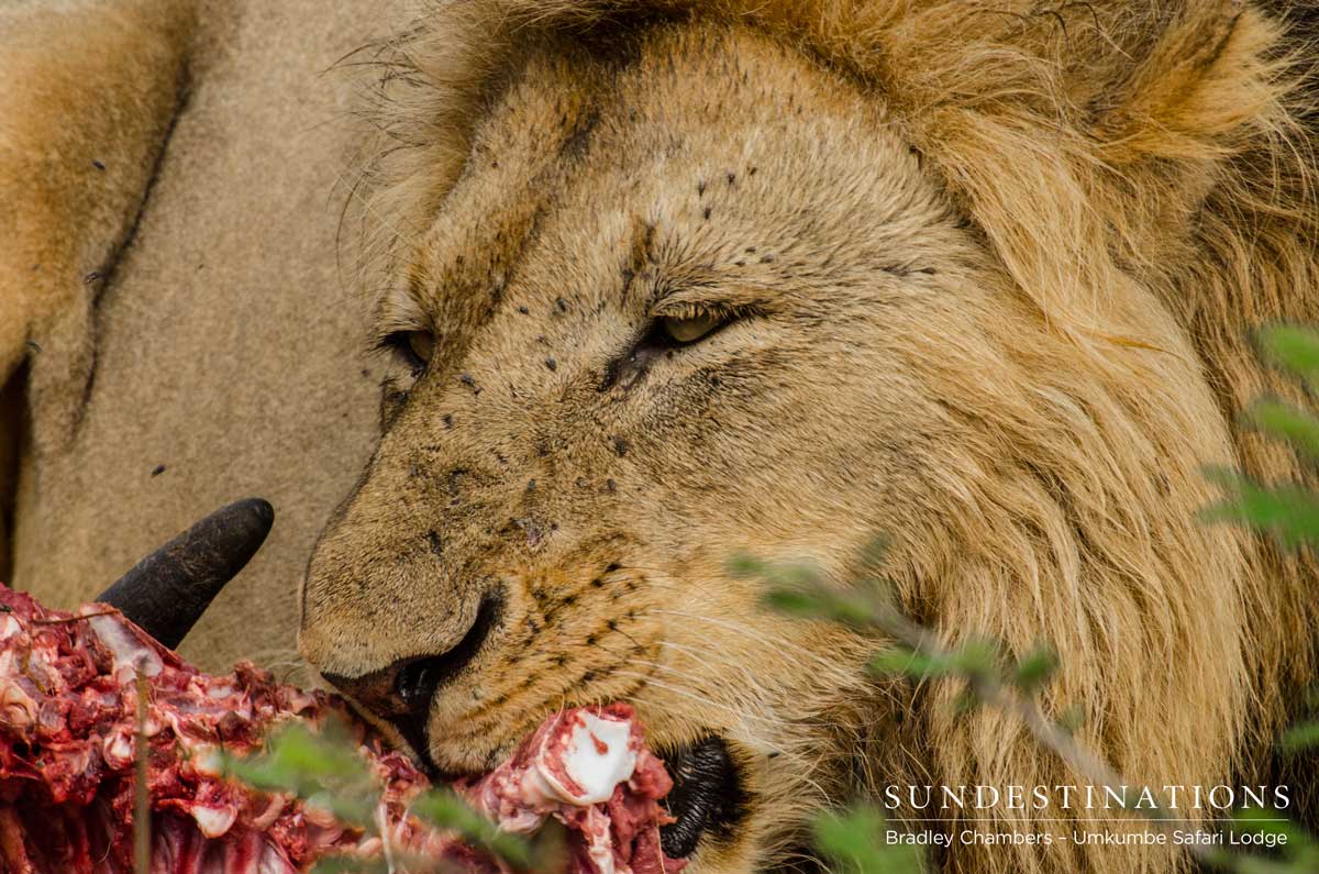 Charleston Male Lion Charleston Male Lion