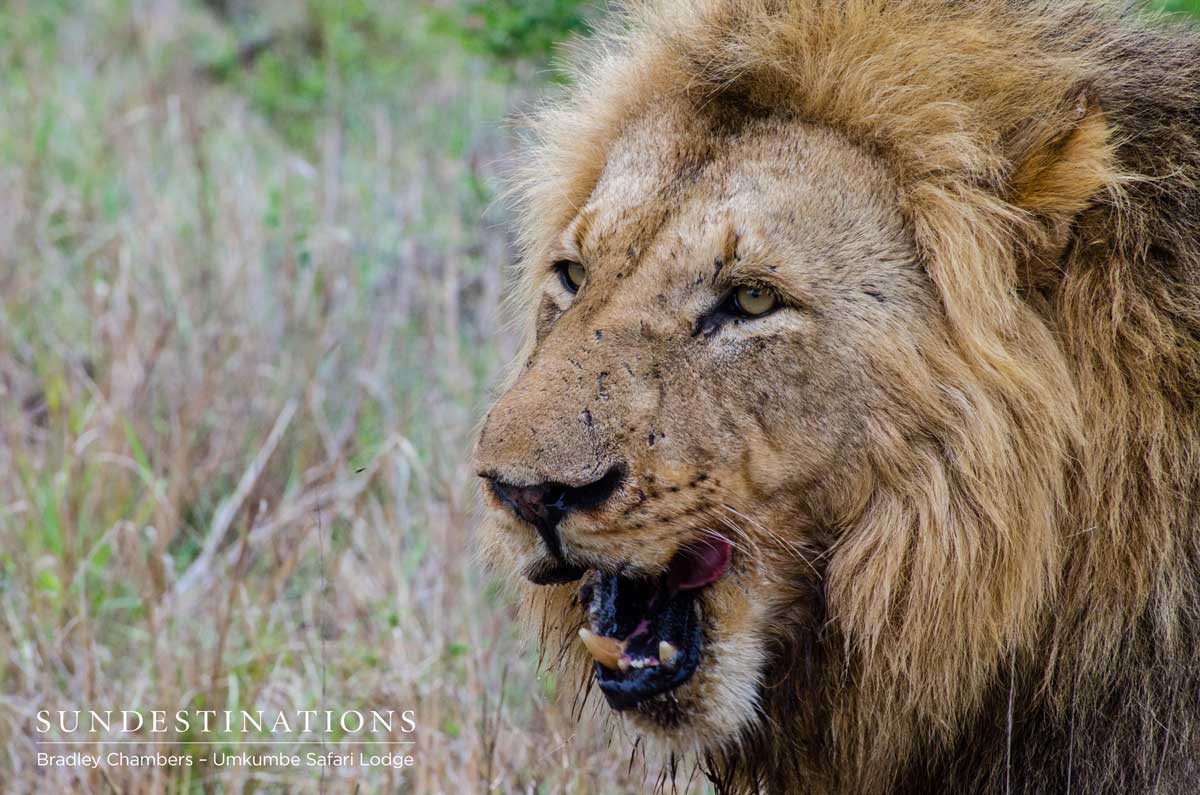 Charleston Male Lion - Sabi Charleston Male Lion - Sabi