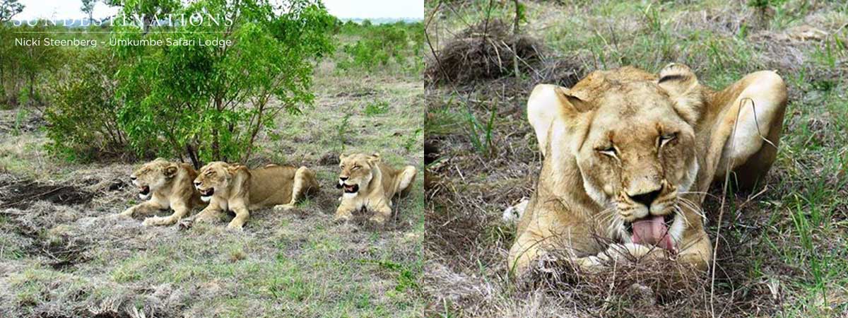Southern Lionesses Southern Lionesses
