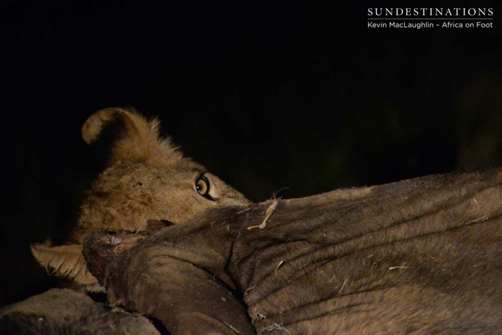 Hercules cub feasting Hercules cub feasting