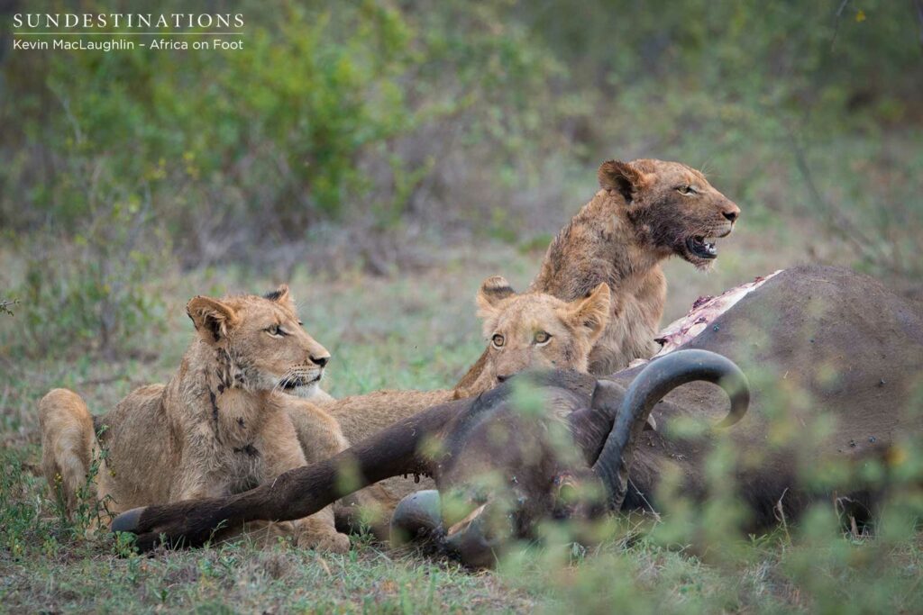 Cubs feeding Cubs feeding